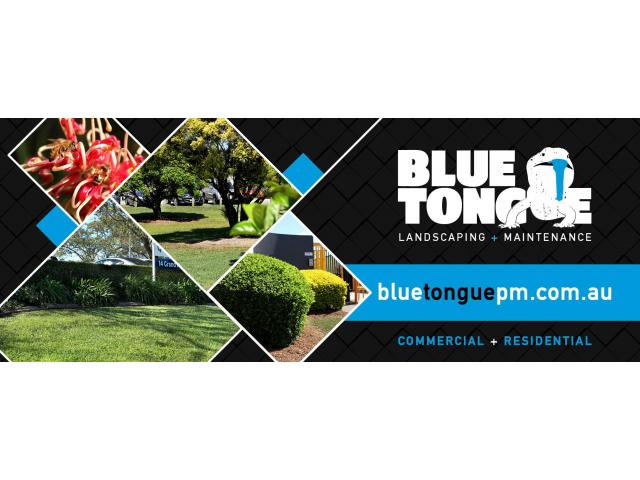 Blue Tongue Property Maintenance