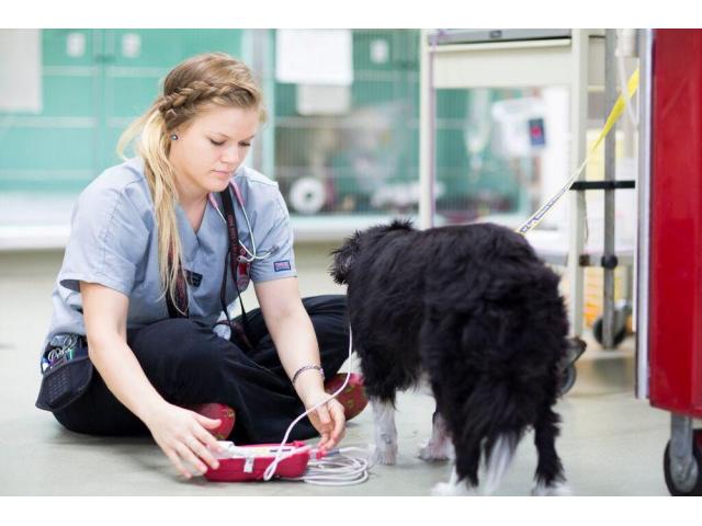 Brisbane Veterinary Emergency & Critical Care Service (BVECCS)