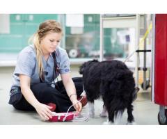 Brisbane Veterinary Emergency & Critical Care Service (BVECCS)