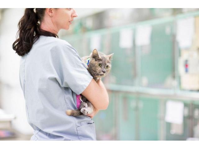 Brisbane Veterinary Emergency & Critical Care Service (BVECCS)