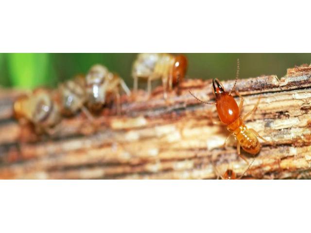 M&R Termite Solutions