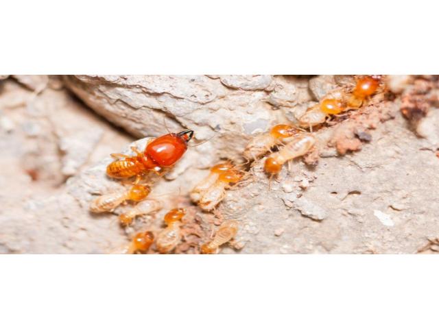 M&R Termite Solutions
