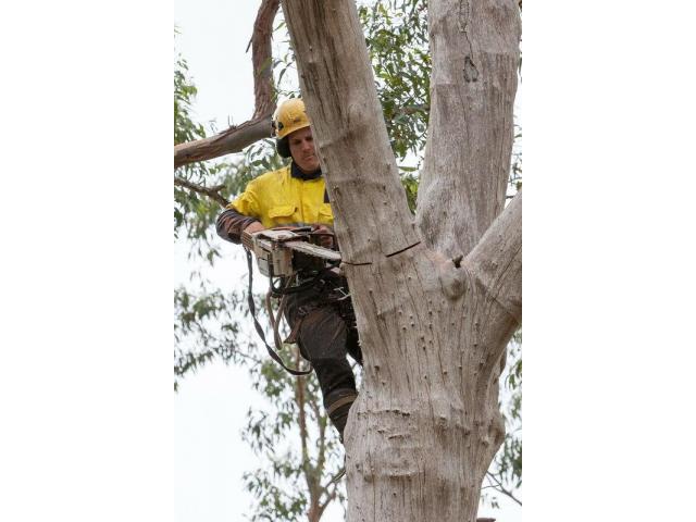 The Tree Doctor