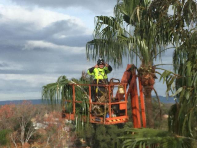 The Tree Doctor