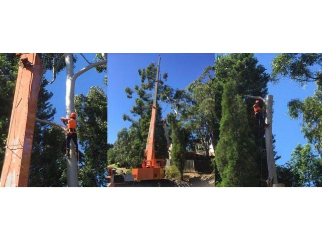 Henshaws Tree Service